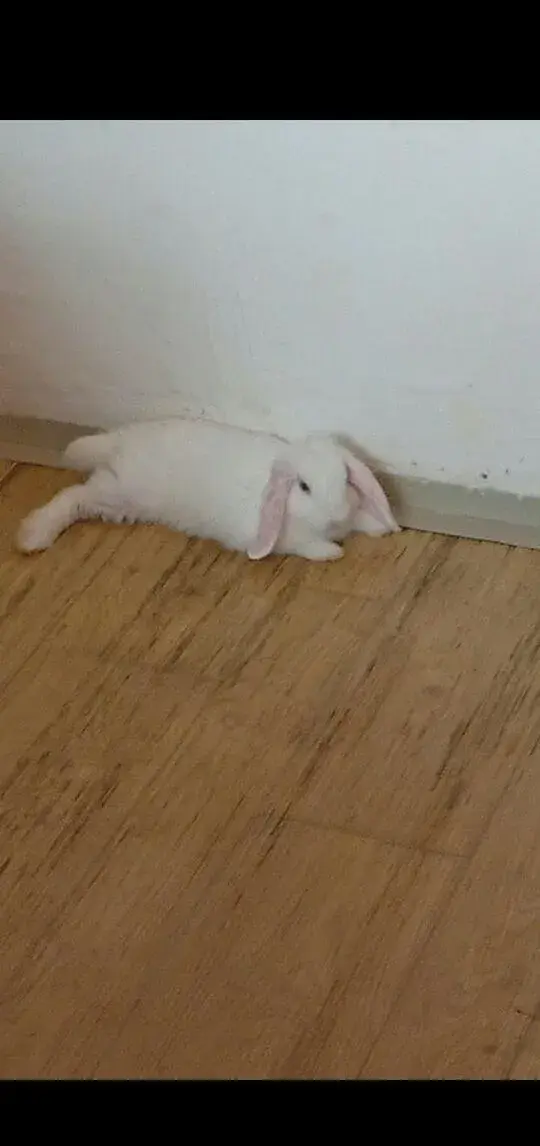 Beránka i z klecy do dobrých rukou