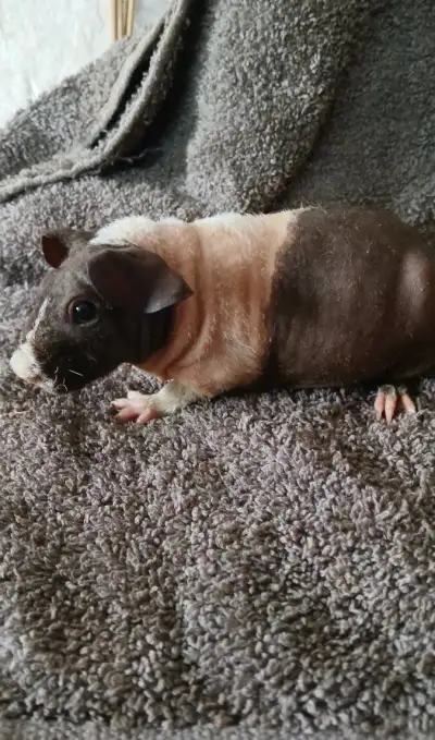 Skinny morče