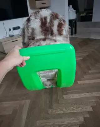 Houpací kočka