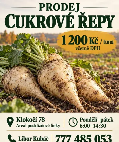 Cukrová řepa