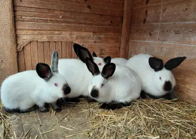 Kalifornský králík - čistokrevní samci, vhodní na chov