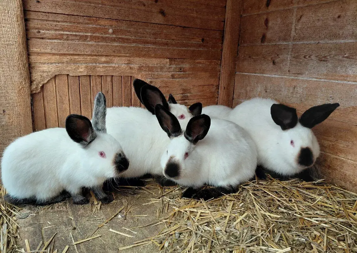 Kalifornský králík - čistokrevní samci, vhodní na chov