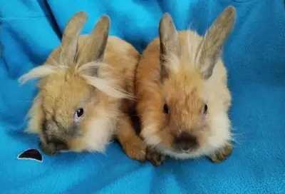 Zakrslé králíčky- lvíčky s teddy genem