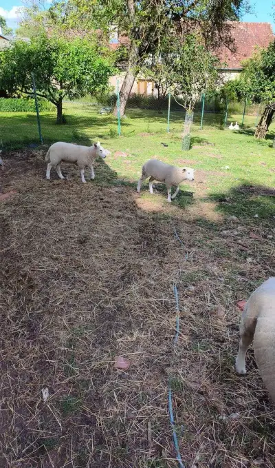 🐑 Na prodej: OVCE TEXEL – 2 000 Kč/ks