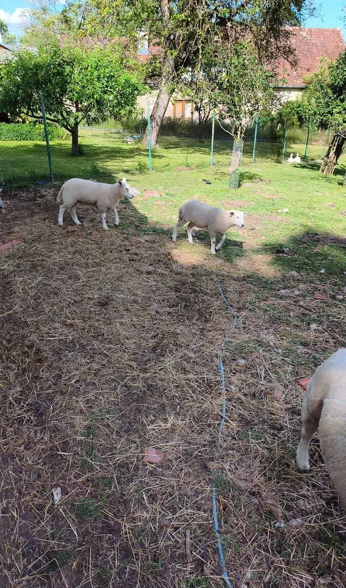 🐑 Na prodej: OVCE TEXEL – 2 000 Kč/ks