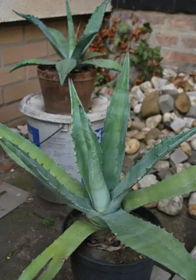 Agave