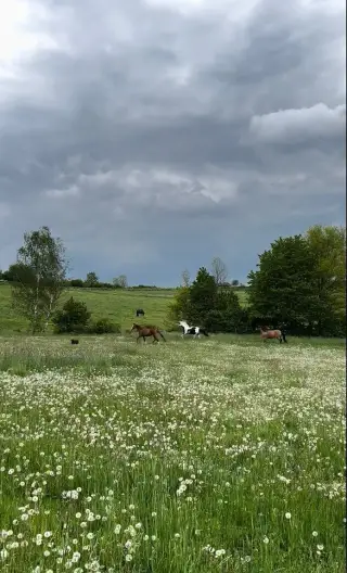 Pastevní ustájení 24/7 – Paddock Paradise (Dubí - Mstišov)