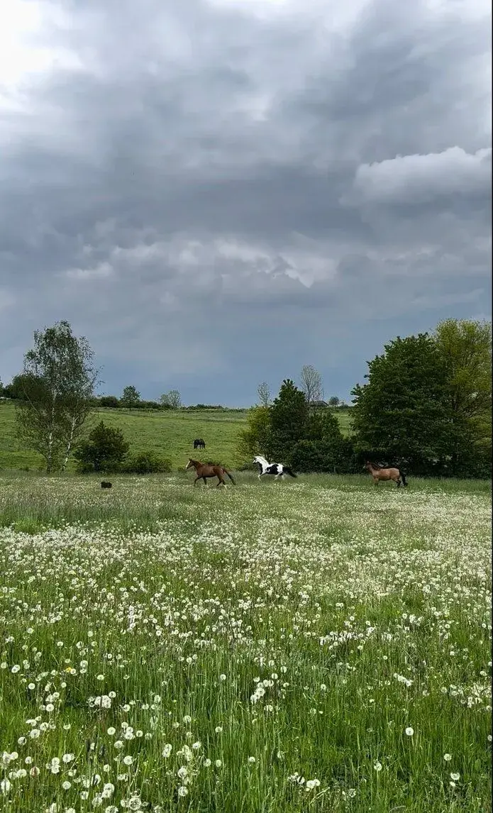 Pastevní ustájení 24/7 – Paddock Paradise (Dubí - Mstišov)
