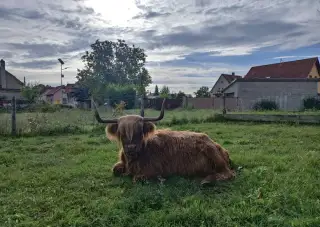 Krávu plemene Highland