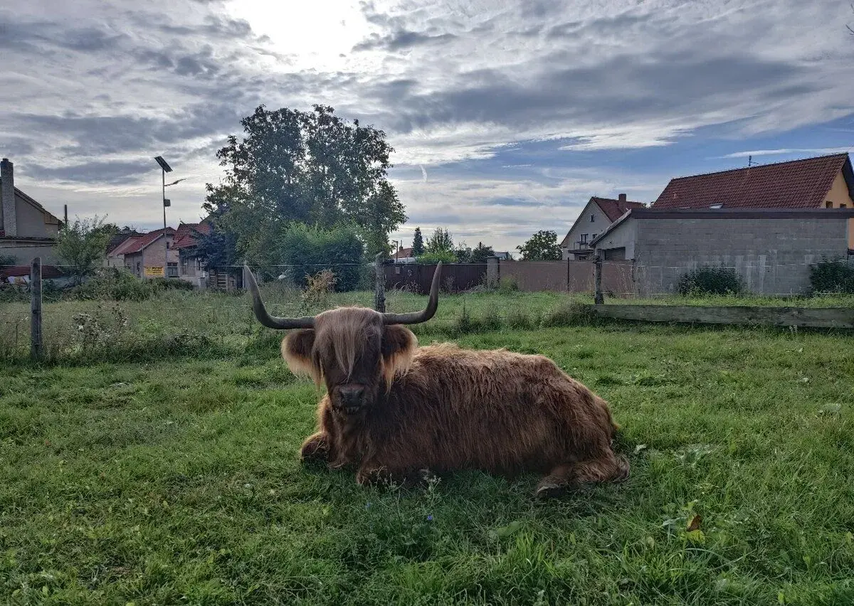 Krávu plemene Highland